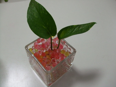 DSCF9061.JPG